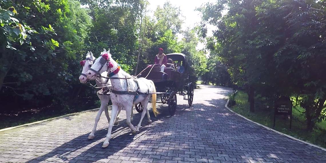 Buggy Ride