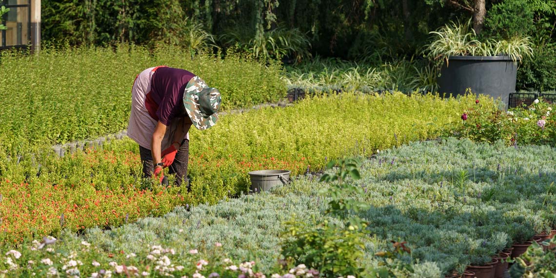 Kitchen Gardening