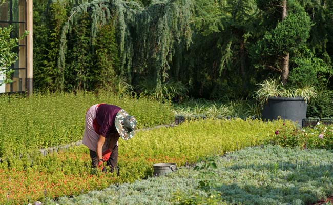 Kitchen Gardening